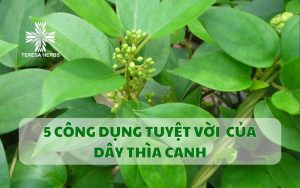 5 CÃng Dá»¤ng Tuyá»t Vá»i Cá»¦a DÃy ThÃa Canh