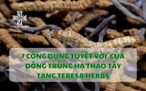 7 CÃng Dá»¤ng Tuyá»t Vá»i Cá»¦a ÄÃng TrÃng Háº  Tháº¢o TÃy Táº ng Teresa Herbs